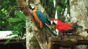 Sustainable and Fun Tours & Treks in Leticia Amazonas - Hipilandia