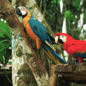 Sustainable and Fun Tours & Treks in Leticia Amazonas - Hipilandia