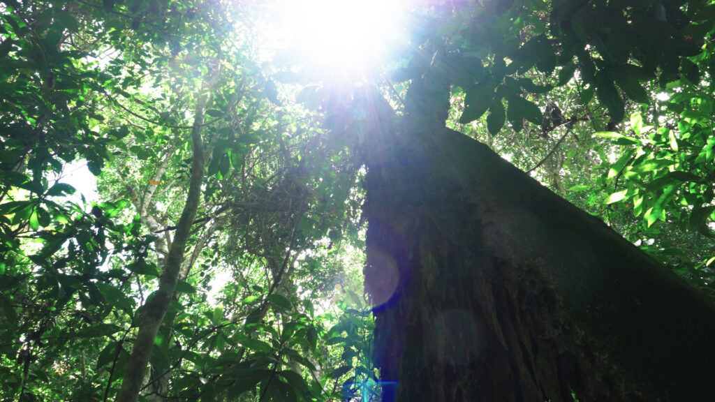 Hipilandia Amazonas Jungle Lodge