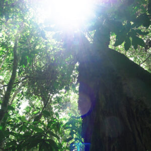 Hipilandia Amazonas Jungle Lodge