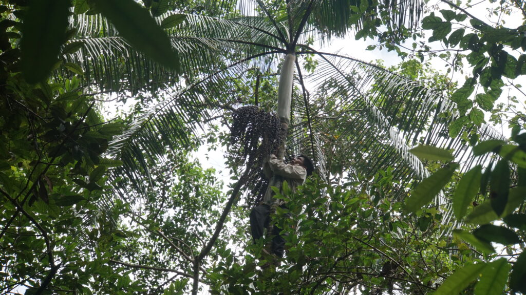 Best Jungle Tours & Treks in Leticia Amazonas